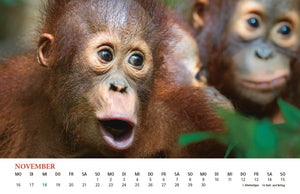 Waldmenschenkalender 2026